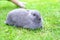 Gray rabbit laying in green grass. Closeup