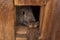 Gray rabbit looks out of his wooden house baby rabbit came to his mom