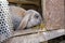 Gray rabbit in an open cage. Beautiful animal