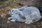 Gray rabbit sit