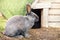 A gray rabbit sitting outside in the sun by his beautiful lodge with a moss roof