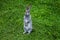 Gray rabbit stands on its hind legs