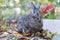 Gray rabbit surprise in fall garden surrounded by crispy leaves and mums copy space