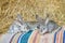 Gray rabbits on the hay background. Domestic habitat.