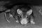 Gray rat artful intelligent look accent on the head with long mustaches and shady eyes in gray tones sepia trimming of the trunk