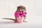 Gray rat dambo with funny ears sits on a white background near a bucket with pink flowers, greeting card with copyspace