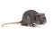 Gray rat isolated on white background