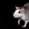 Gray rat portrait isolated on black background. Rodent pet. Domesticated rat close up. The rat with long tail is looking at the