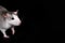 Gray rat portrait isolated on black background. Rodent pet. Domesticated rat close up. The rat with long tail is looking at the