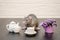 Gray rat sits with cup of tea and teapot, with bouquet of purple flowers on black and white wooden background