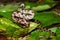 Gray Rat Snake (Elaphe obsoleta)