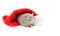 Gray Rat Under Christmas Stocking - Left Side