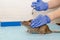 Gray rat at veterinarian doctor appointment with hands in blue gloves. Examination of rat, doctor injects rat