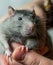 Gray rats large with a cunning look and long mustache looks into the camera sits on the arm