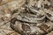 Gray Ratsnake - Pantherophis spiloides