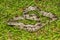 Gray Ratsnake - Pantherophis spiloides