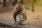 Gray red-bellied squirrel sitting and eating