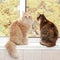 Gray and red cats sit side by side on the windowsill