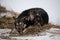 Gray red fluffy dog lies in snow on hay in winter and is preparing for start of race. The northern sled dog breed is Alaskan Husky