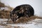 Gray red fluffy dog lies in snow on hay in winter and is preparing for start of race. The northern sled dog breed is Alaskan Husky