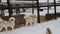 Gray and red fluffy Siberian huskies run around aviary in kennel of aboriginal dog breeds.