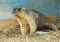 Gray rodent sitting on a straw on a background of a wooden wall