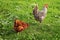 Gray rooster and hen following it on green lawn.