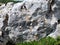 Gray and rough rock, typical of the mountain landscape of central Italy. Mottled yellow due to lichens