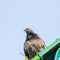 A gray ruffled dove sits on a green peeling railing against a blue sky. Bottom up view