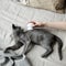 a gray Russian blue cat is combed with a comb that lies on a gray sofa