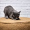 gray Russian blue cat sharpens its claws on a large scratching post, wicker ottoman