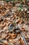 Gray russula mushroom in Ukrainian forest, Europe. Autumn Forest. Conditionally edible fungus