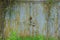 Gray rusty garage door made of metal overgrown with vegetation and green grass