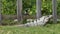 Gray scaled iguana on grass