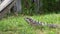 Gray scaled iguana on grass beside tree trunk