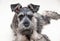 Gray schnauzer on light background