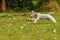 Gray Schnauzer running