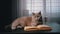 Gray Scottish Domestic Cat Lying on a Table with an Open Book in a Dark Room