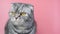 Gray scottish fold cat