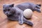 Gray Scottish Fold cat with a ball on the floor