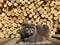 Gray Scottish fold cat lying on a wooden background wood