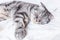 A gray scottish fold cat sleeps on a bed in a sheet. The concept of pets,