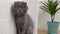 Gray scottish fold domestic cat sits in the room.