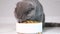 A gray Scottish tabby kitten eats dry food. Complete nutrition for kittens.