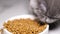 A gray Scottish tabby kitten eats dry food. Complete nutrition for kittens.