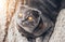 Gray scottishfold cat sitting on bed and looking up, sun from the window