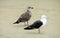 Gray seagull on sandy beach