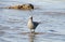 Gray seagull on the sea beach