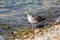 A gray seagull stands on a rocky shore