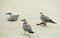 Gray seagulls on the beach